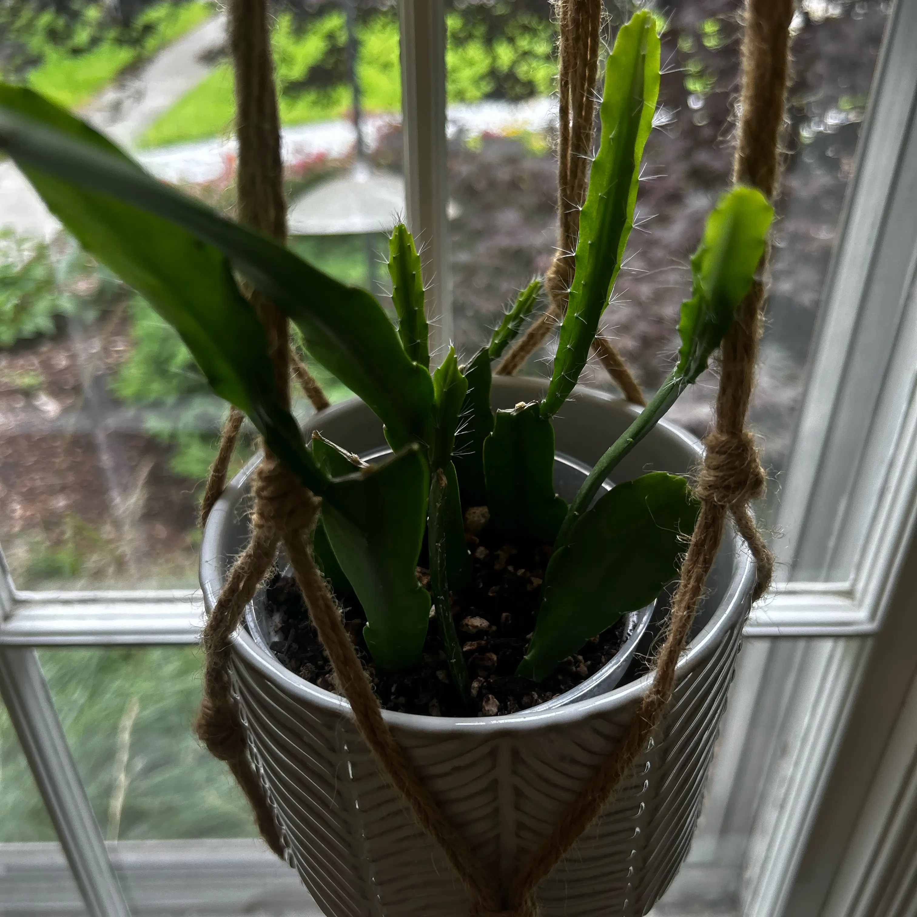 Photo of the plant species Orchid Cactus by @debbiedo named BB King on Greg, the plant care app
