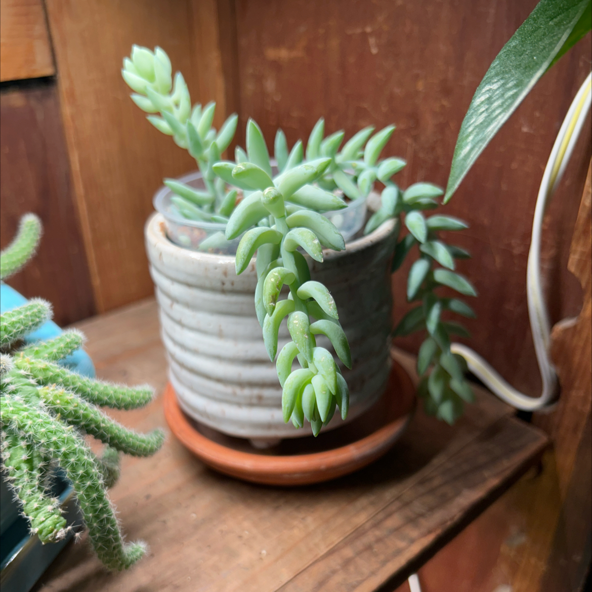 Photo of the plant species Donkey Tail by @debbiedo named Osmo on Greg, the plant care app