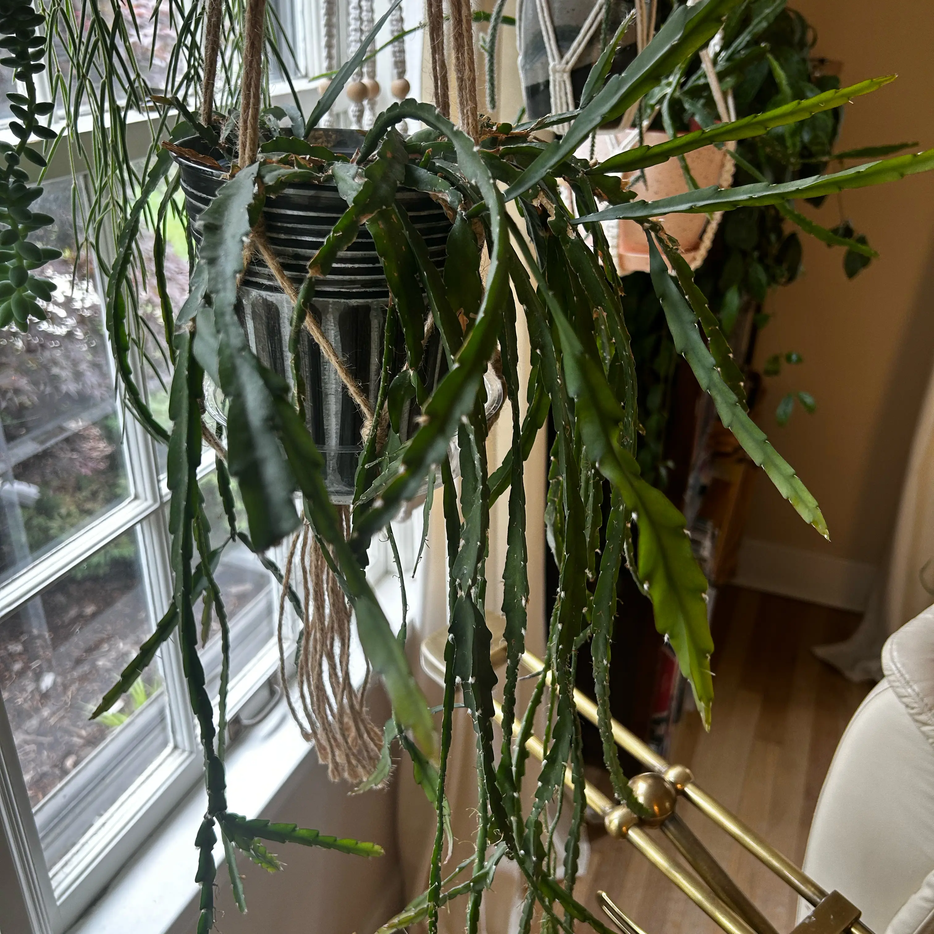 Photo of the plant species Lepismium cruciforme by @debbiedo named Connie on Greg, the plant care app