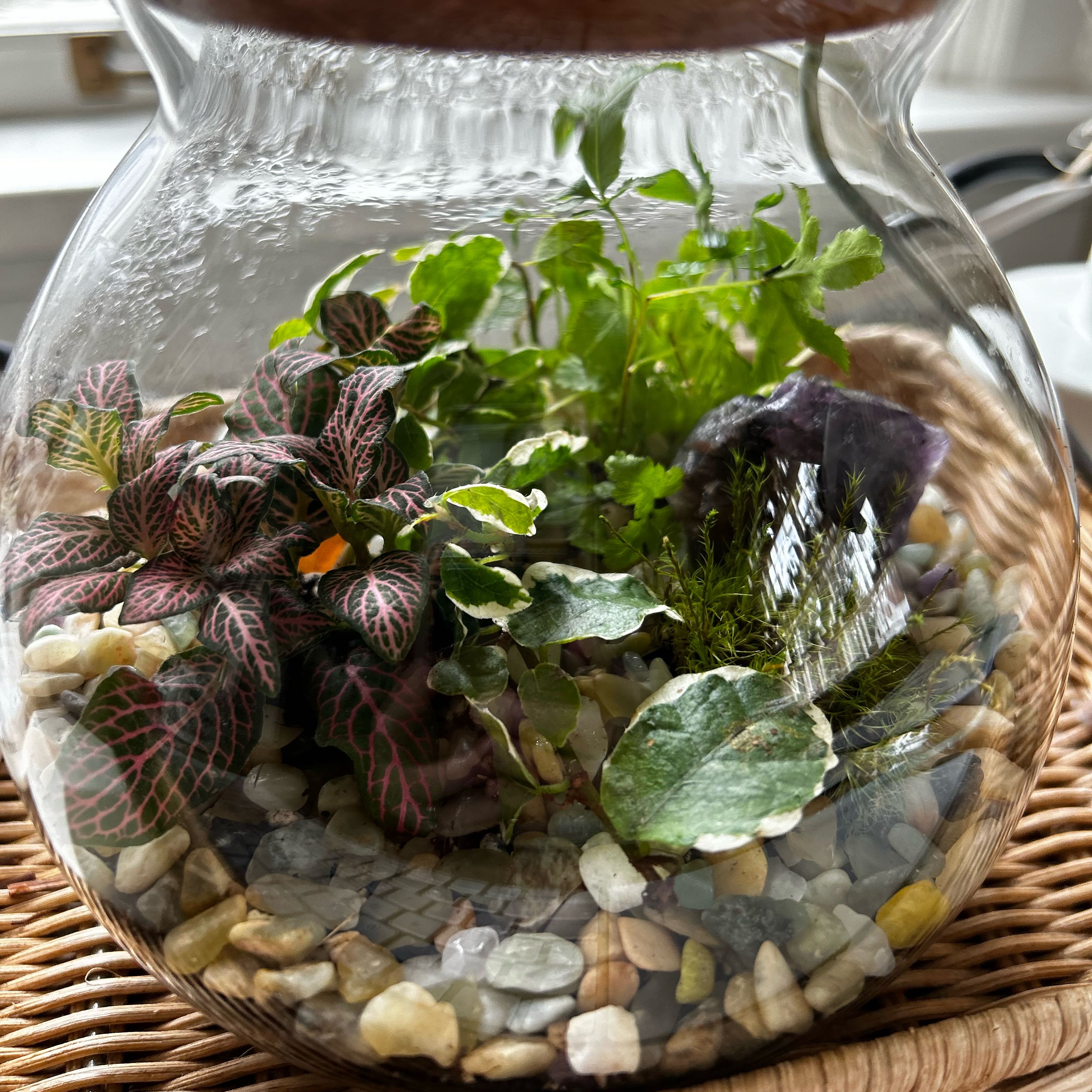 Pink Wave Nerve Plant in a glass terrarium with other plants and visible pebbles.