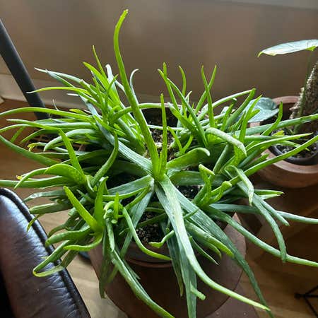 Aloe Succulent, Green, Ribbed Ceramic PotFaux, Watergarden, 9.5 | NDI