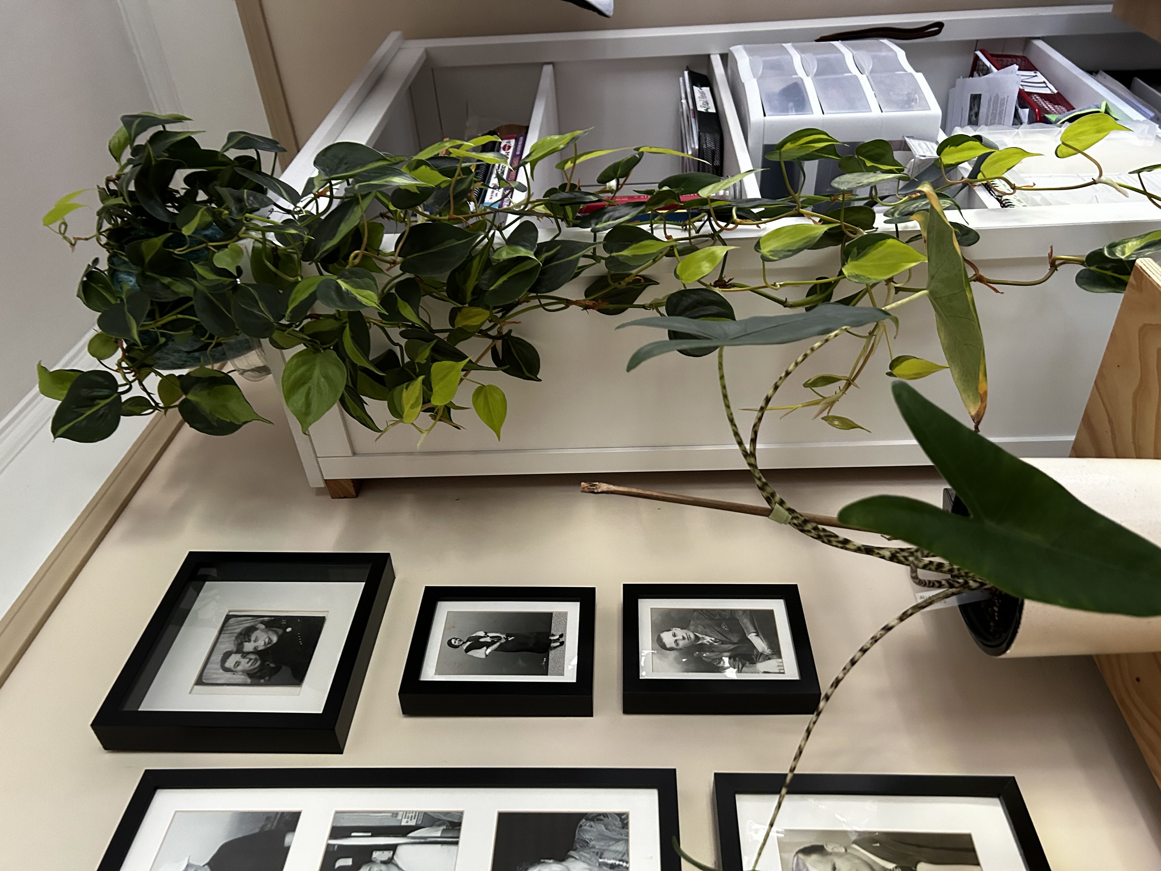 Photo from the post