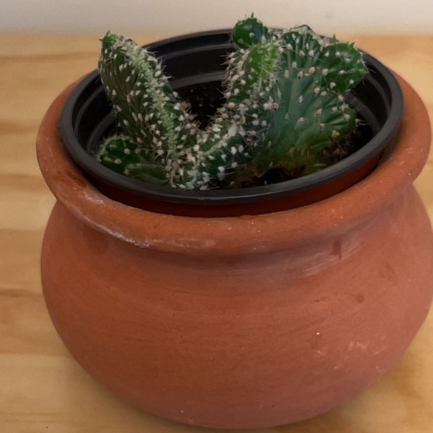 Plant care for Red Vein Fittonia on Greg, the plant care app