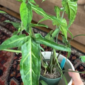 Photo of the plant species Syngonium 'Trileaf Wonder' by @debbiedo named Huckleberry Fern on Greg, the plant care app
