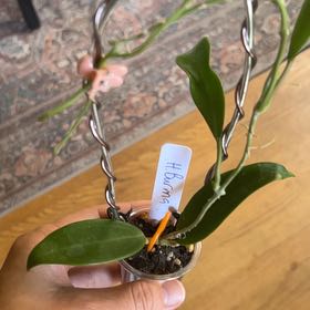 Photo of the plant species Hoya Burma by @debbiedo named Diana on Greg, the plant care app