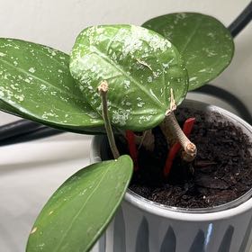 Photo of the plant species Hoya parasitica Splash by @debbiedo named Verticillata Splash on Greg, the plant care app