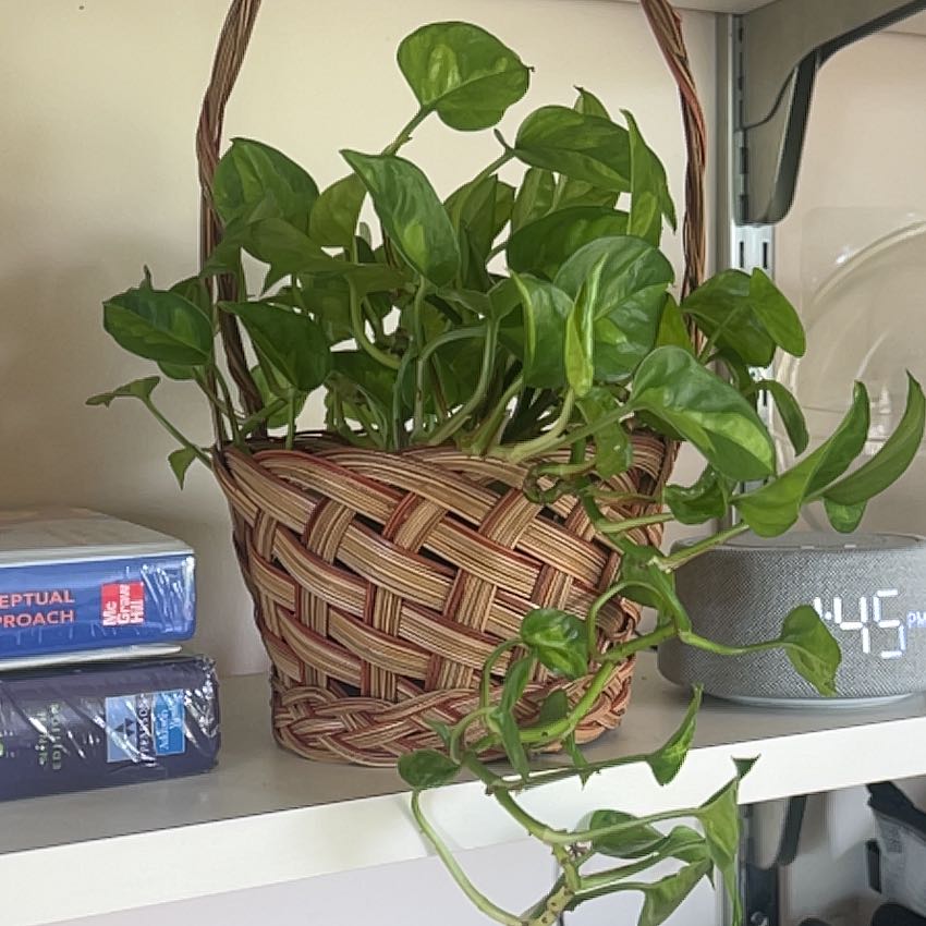 Photo of the plant species Global Green Pothos by @debbiedo named Harmony on Greg, the plant care app