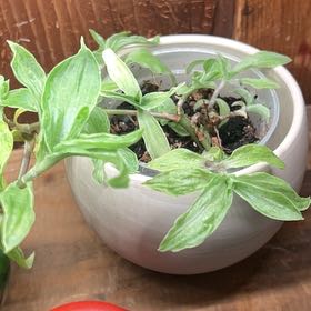 Photo of the plant species Tradescantia albiflora 'Albovittata' by @debbiedo named Pax on Greg, the plant care app