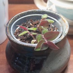 Photo of the plant species Baby Bunny Bellies by @debbiedo named Ace on Greg, the plant care app