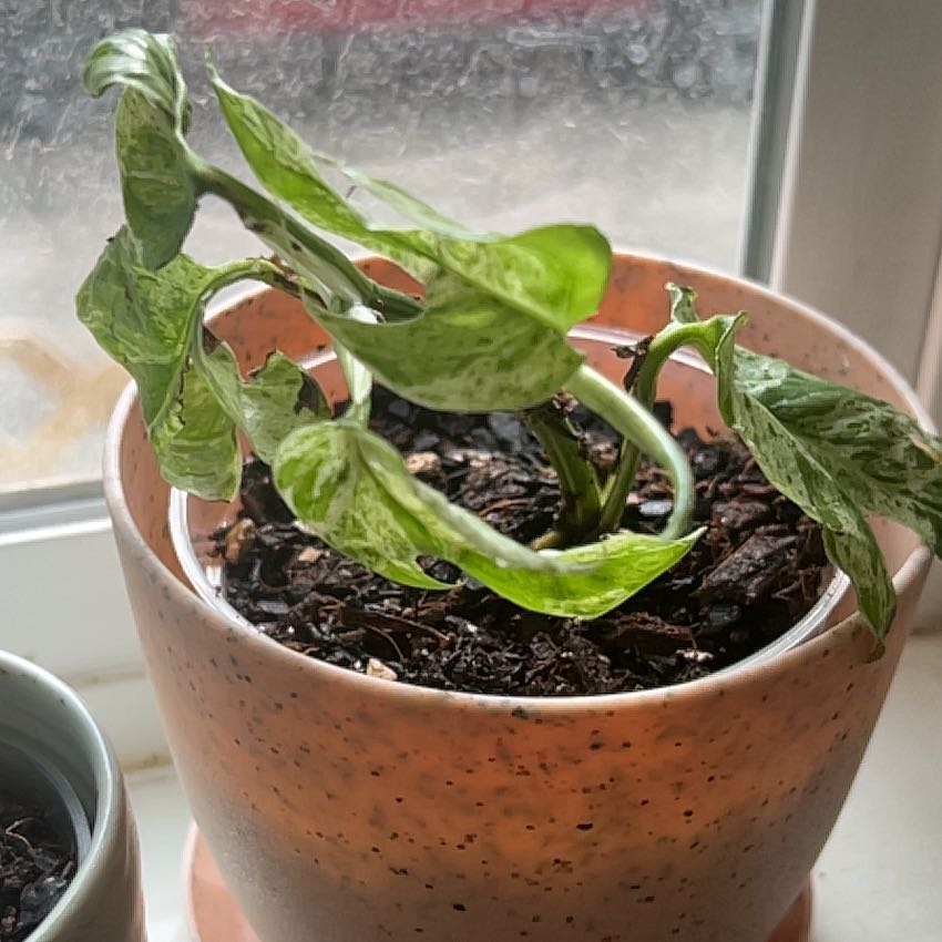 Photo of the plant species Variegated Epipremnum pinnatum by @debbiedo named Denali on Greg, the plant care app