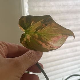 Photo of the plant species Variegated Philodendron Micans Aurea by @debbiedo named Oscar on Greg, the plant care app