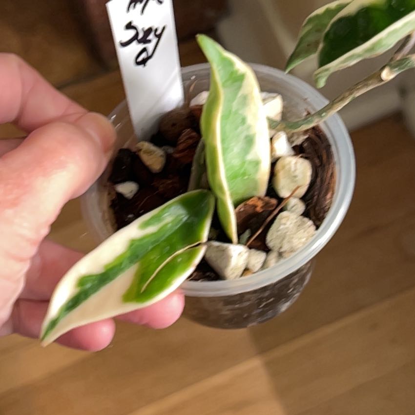 Photo of the plant species Hoya Suzie Q by @debbiedo named Spike Leaves on Greg, the plant care app