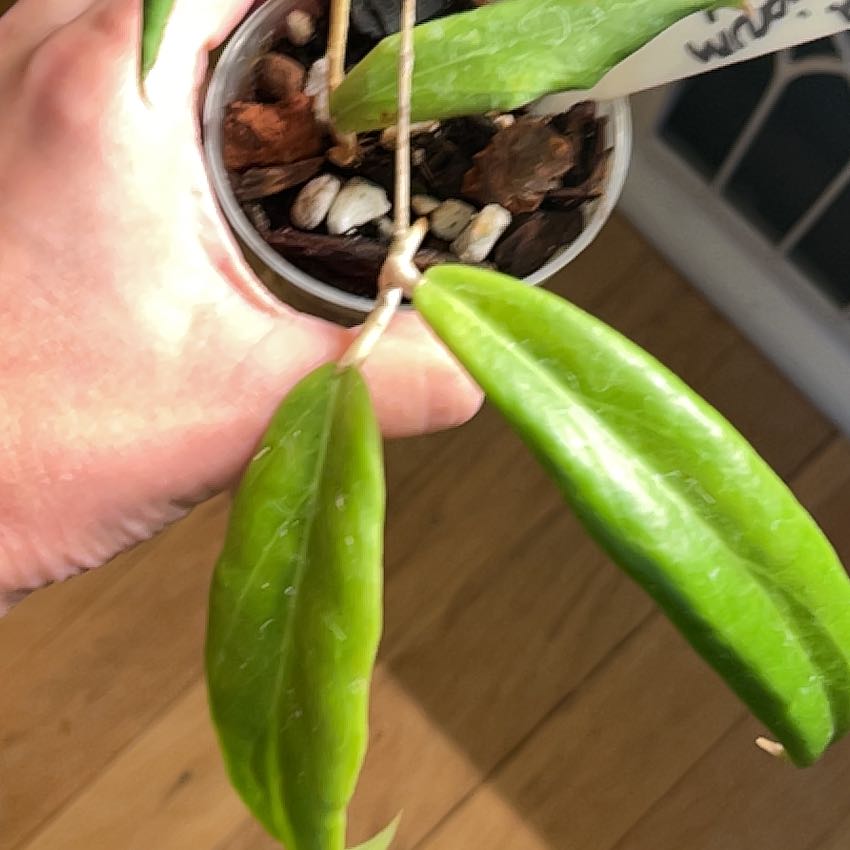 Photo of the plant species Hoya ilagiorum by @debbiedo named Ilagiorum Red on Greg, the plant care app