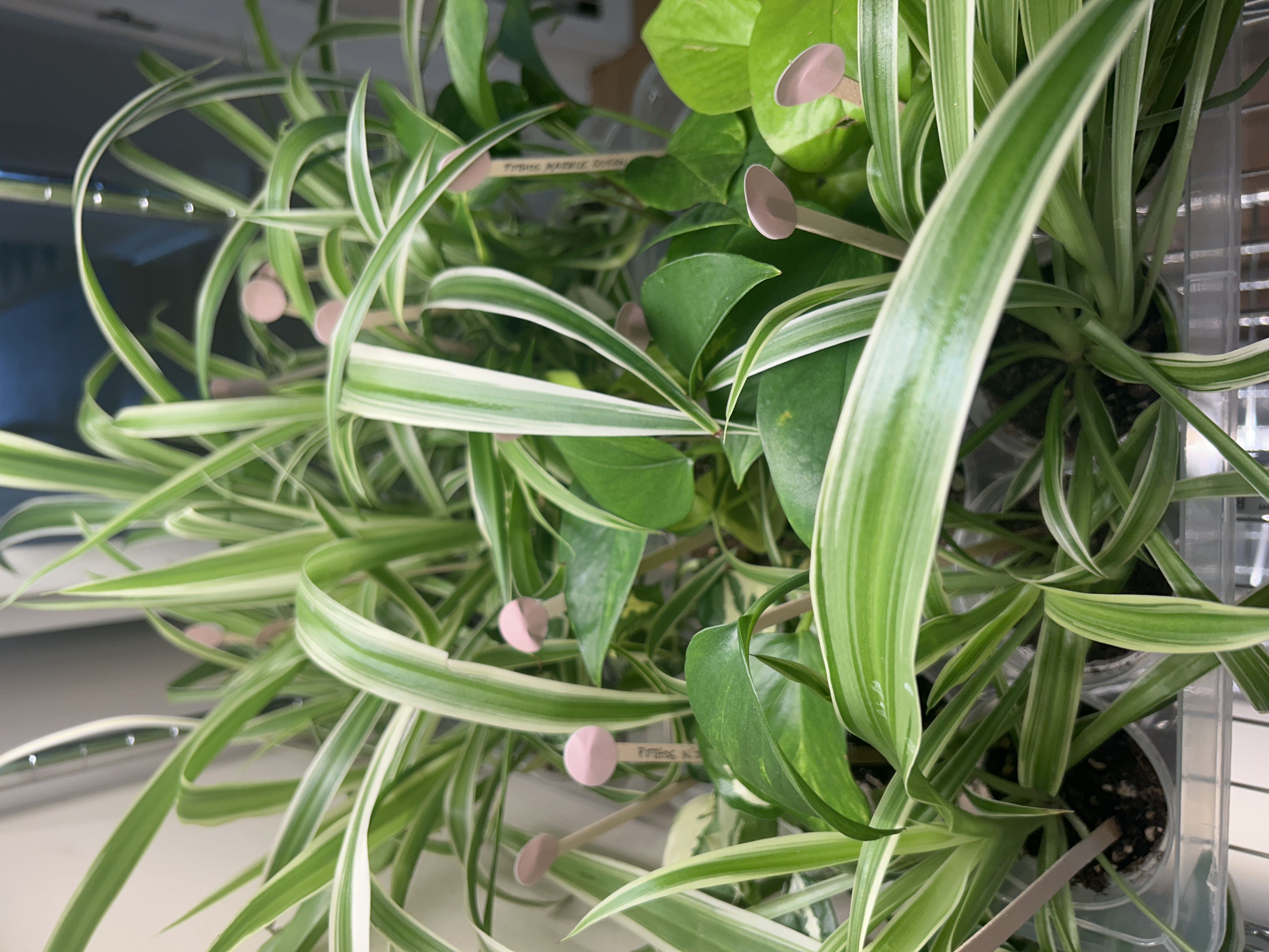Photo from the post