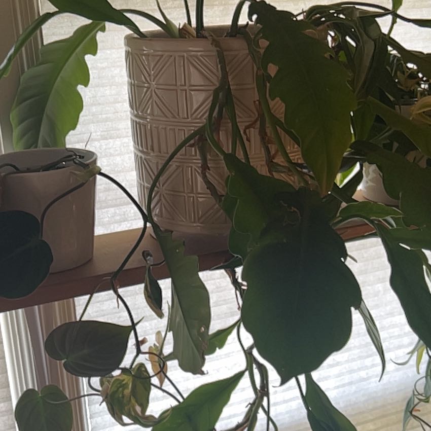 Photo of the plant species Philodendron Narrow Tiger Tooth by @debbiedo named Julia on Greg, the plant care app