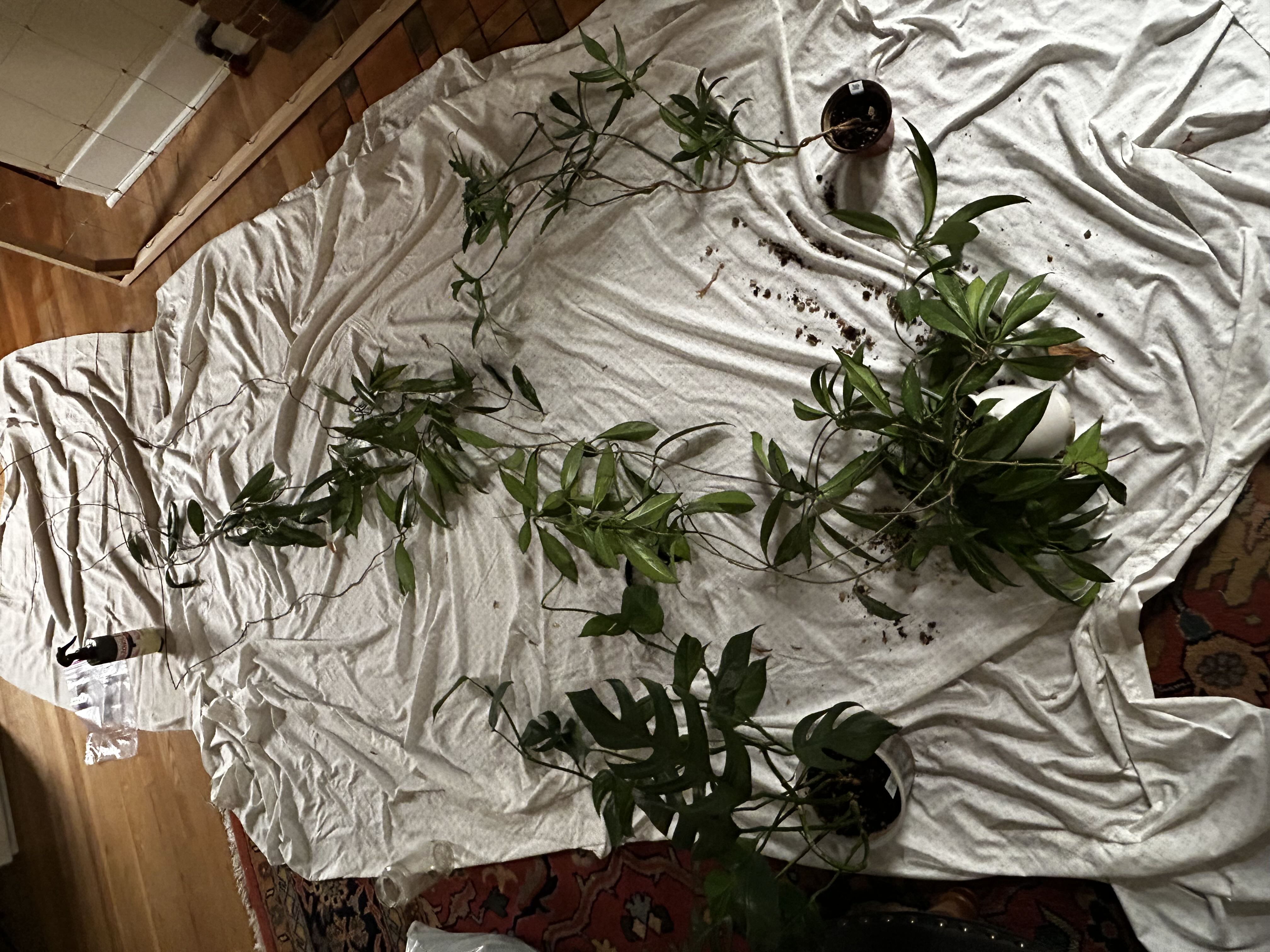 Photo from the post