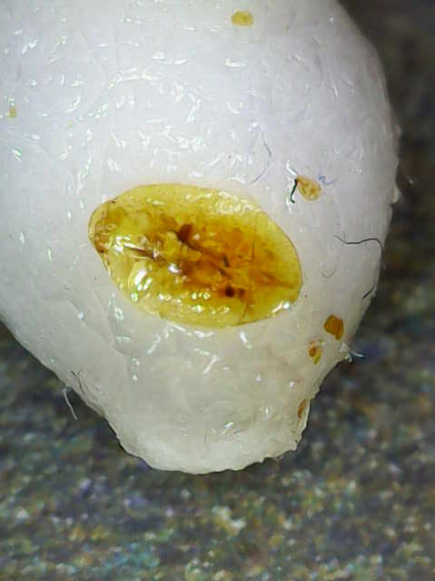 Photo from the post