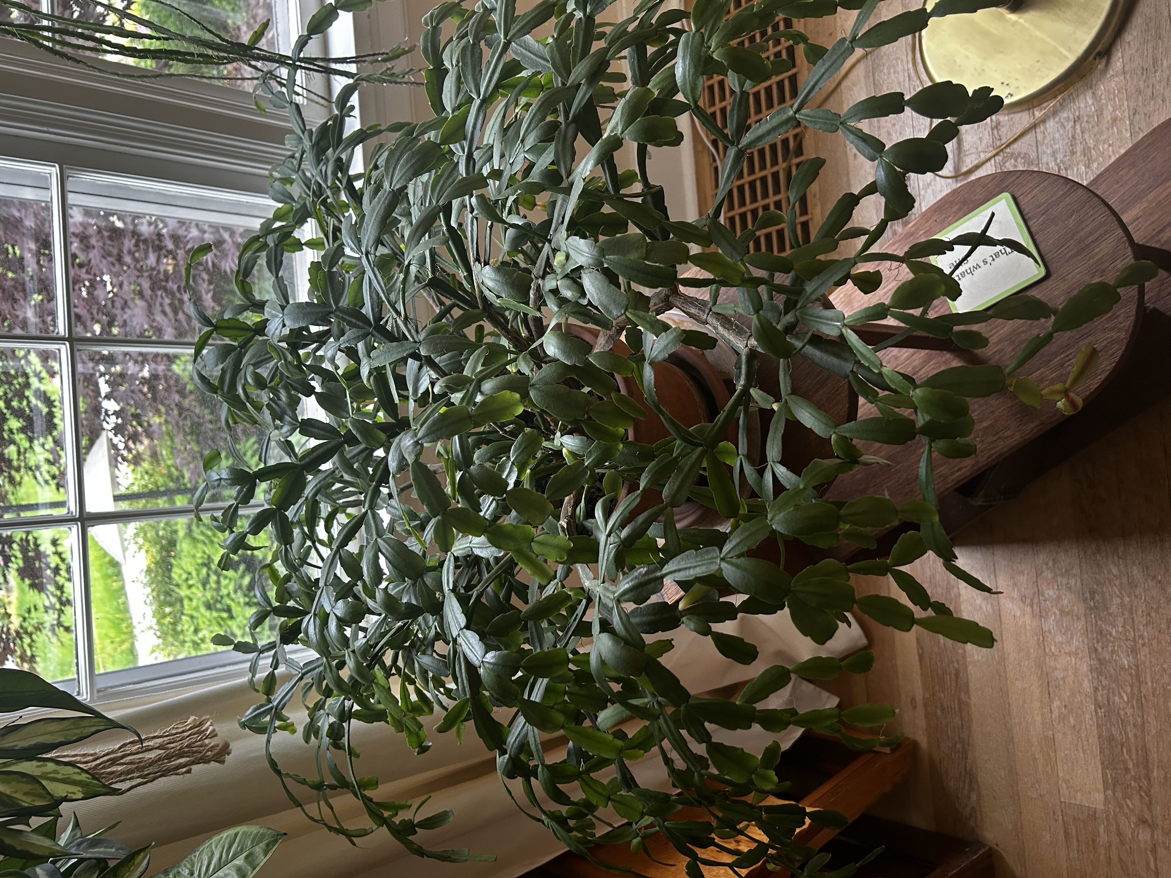 Photo from the post