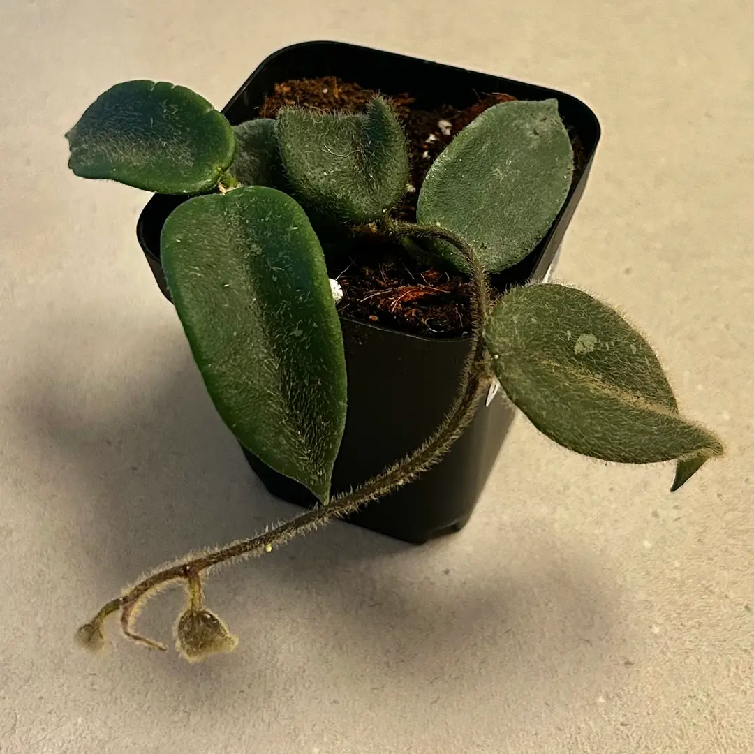 Photo from the post