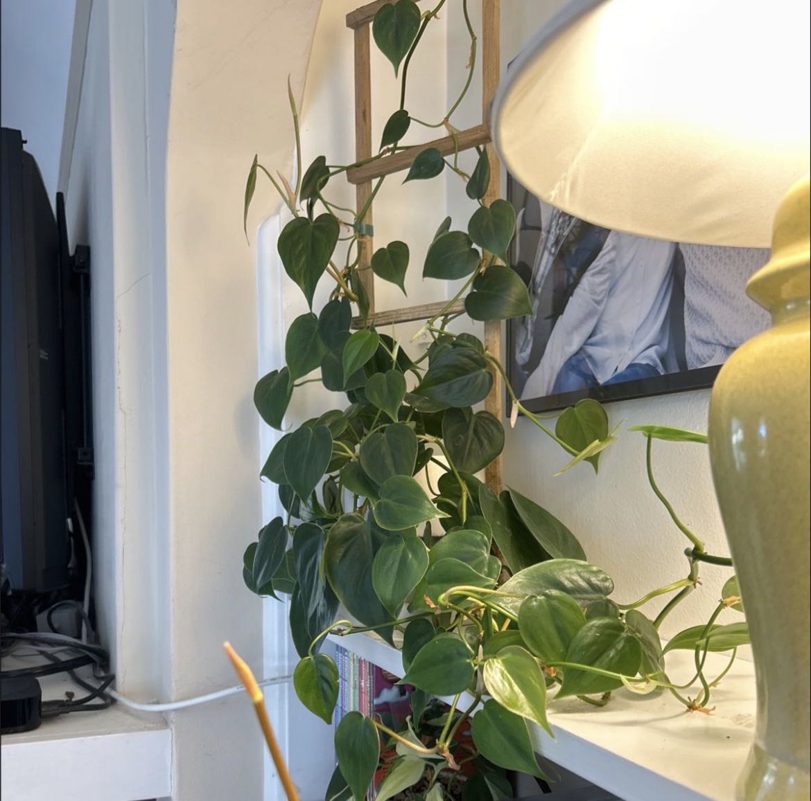 Photo from the post