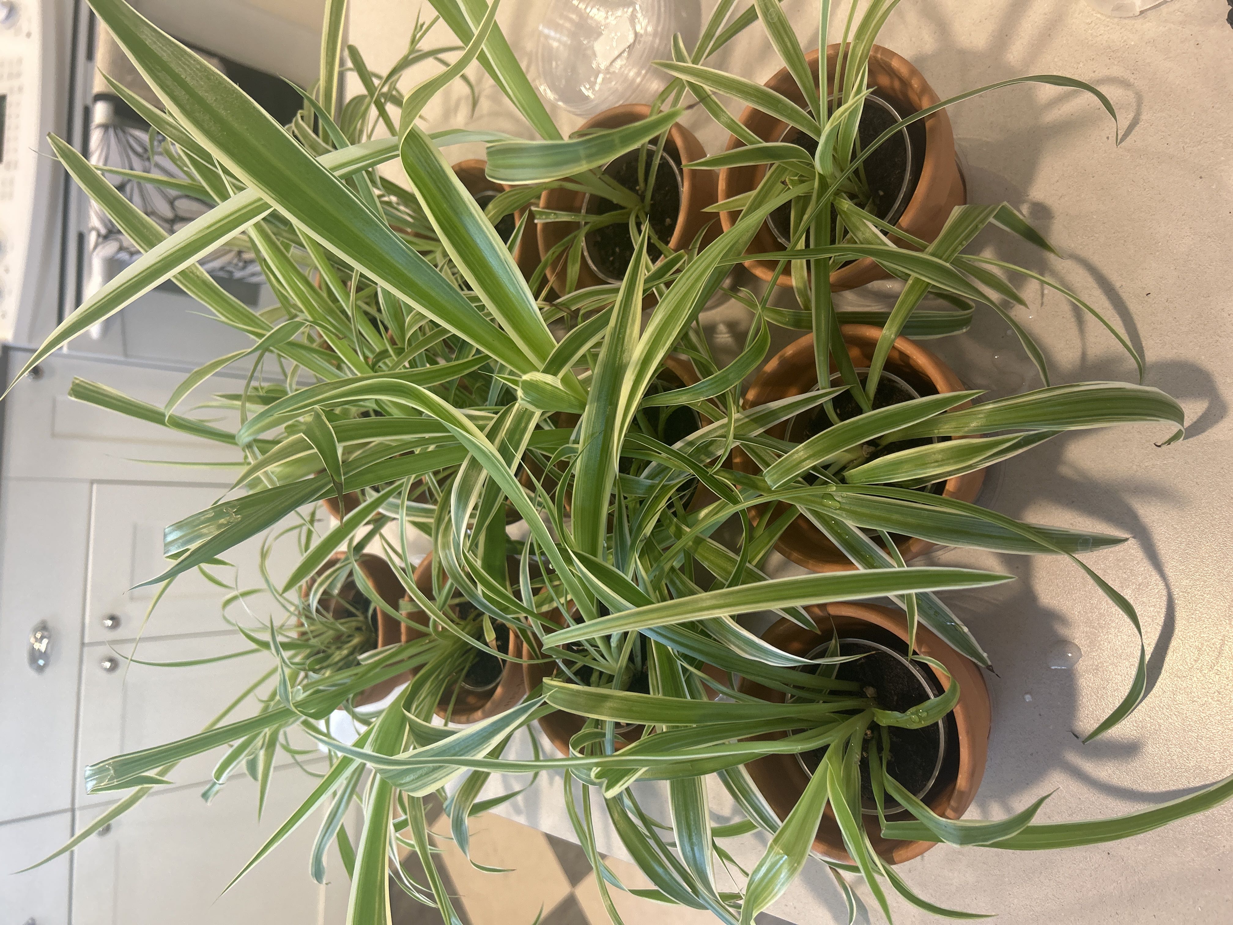 Photo from the post