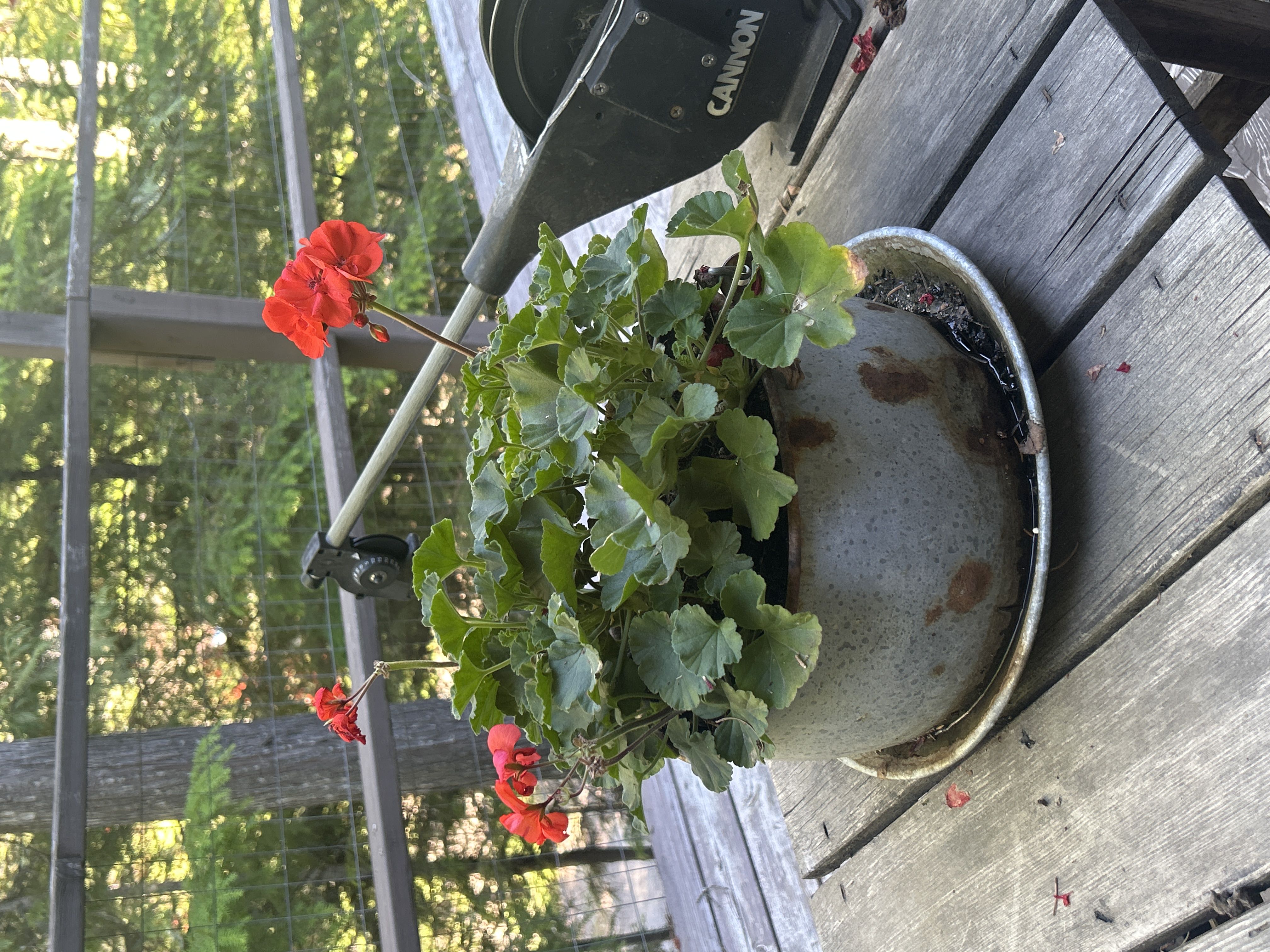 Photo from the post