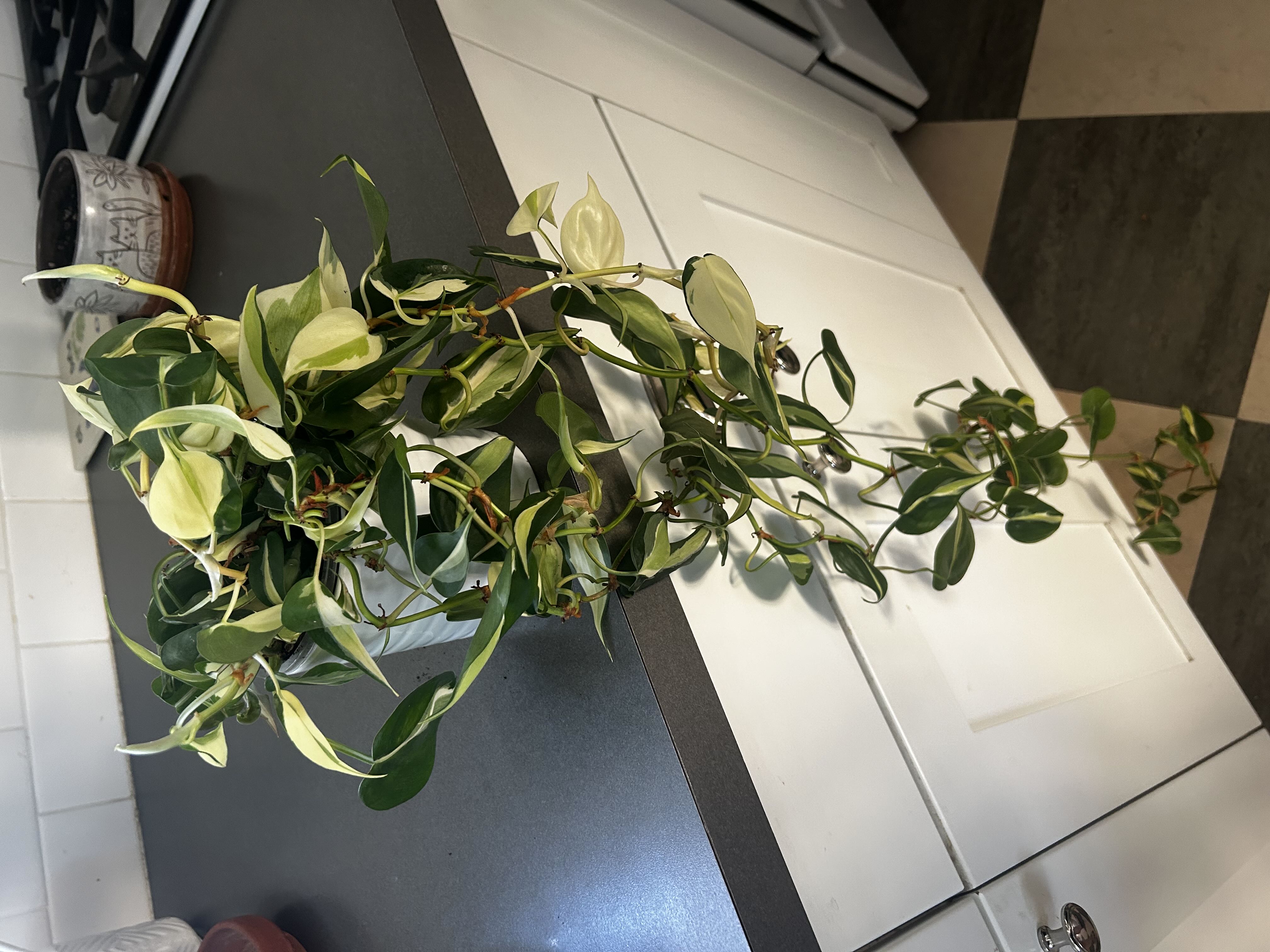 Photo from the post
