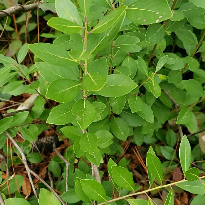 Inkberry uploaded to the Greg plant app by @ConfidentTozzia