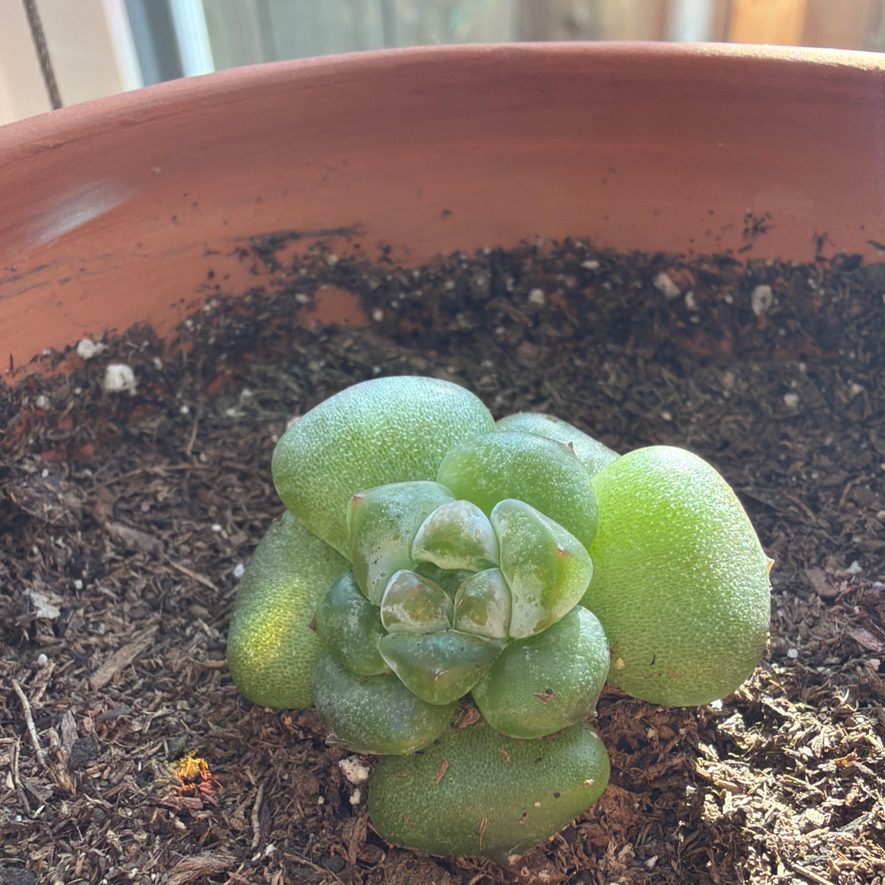Photo of the plant species Ice Green Echeveria by @Eterno named Alistair on Greg, the plant care app