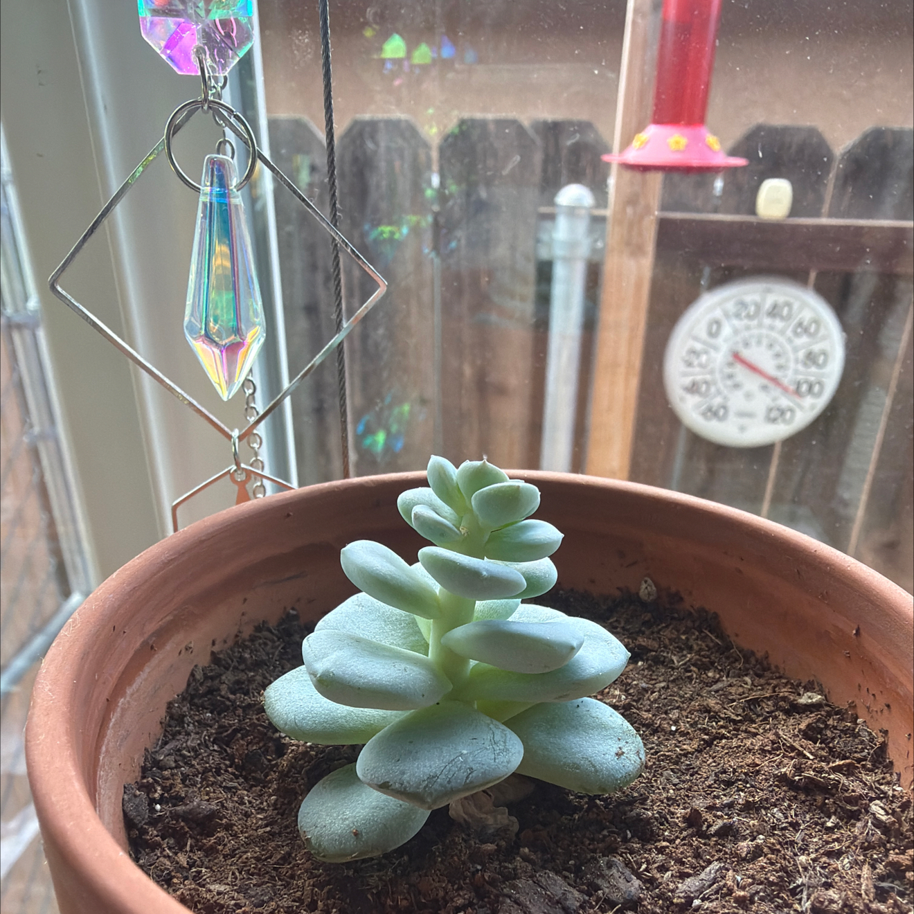 Photo of the plant species Ice Green Echeveria by @Eterno named Alistair on Greg, the plant care app