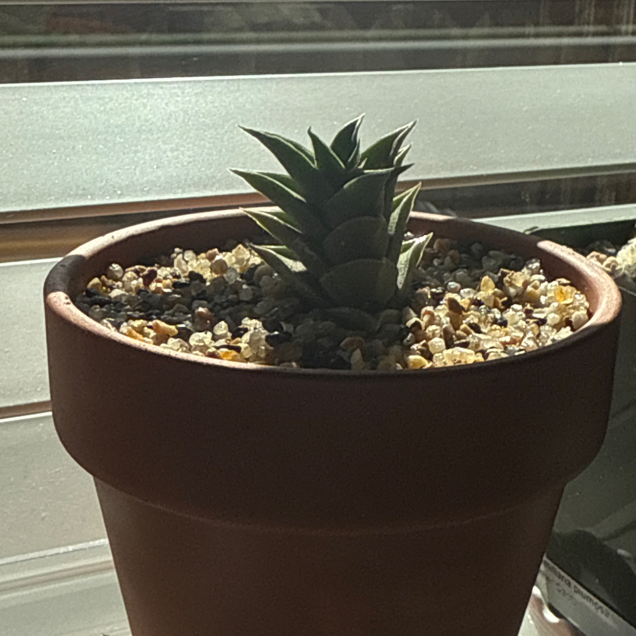 Photo of the plant species Haworthia viscosa by @Eterno named Pineapple on Greg, the plant care app