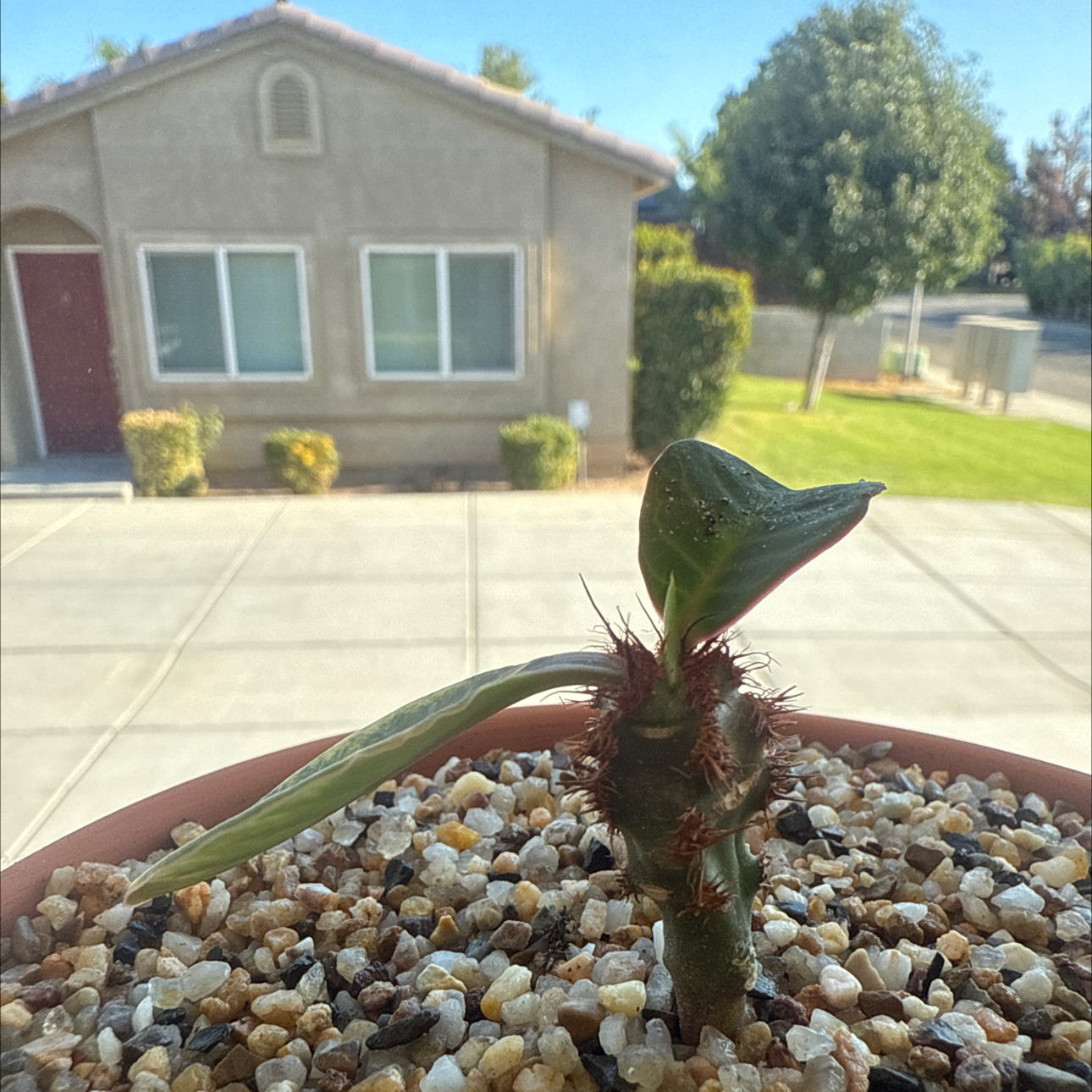 Photo of the plant species Euphorbia neohumbertii by @Eterno named Madagascar on Greg, the plant care app