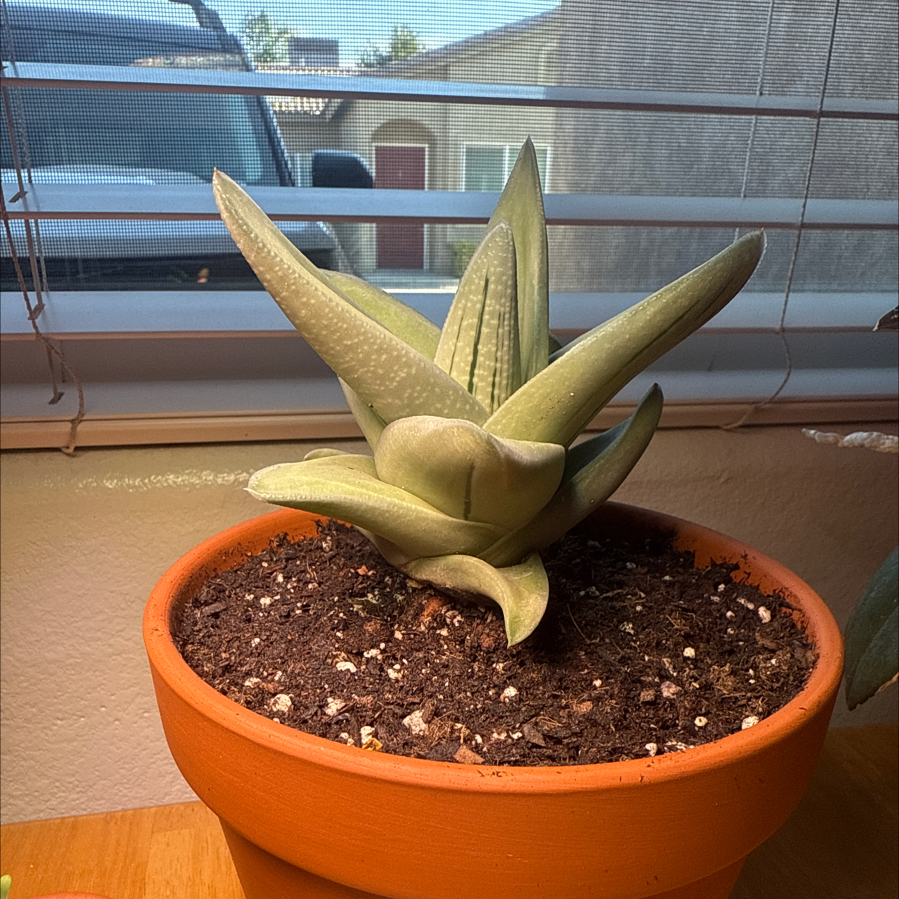 Photo of the plant species Gasteraloe 'Green Ice Album' by @Eterno named Green Ice Ice Baby on Greg, the plant care app