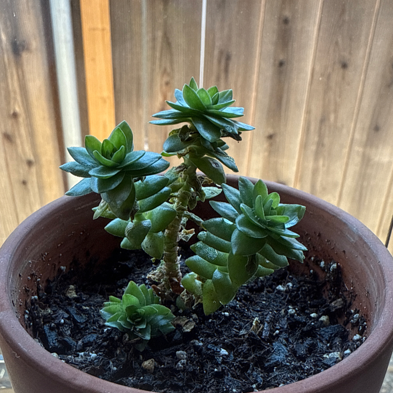Photo of the plant species Crassula 'Spiralis Estagnol' by @Eterno named Curly on Greg, the plant care app