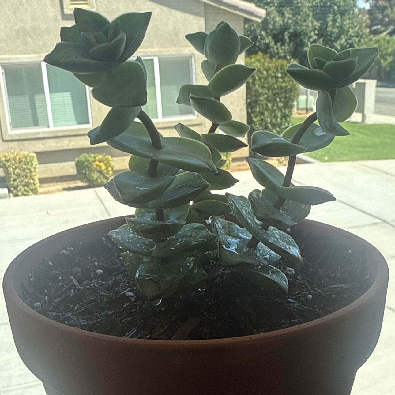 Photo of the plant species Ivory Towers Crassula by @Eterno named Ivory on Greg, the plant care app