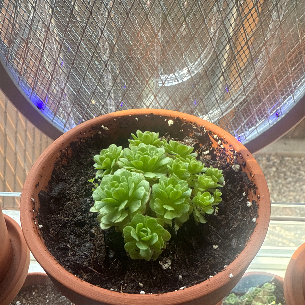 Photo of the plant species Turkish Stonecrop by @Eterno named Turkey Rock  (Rosularia prometheum) on Greg, the plant care app
