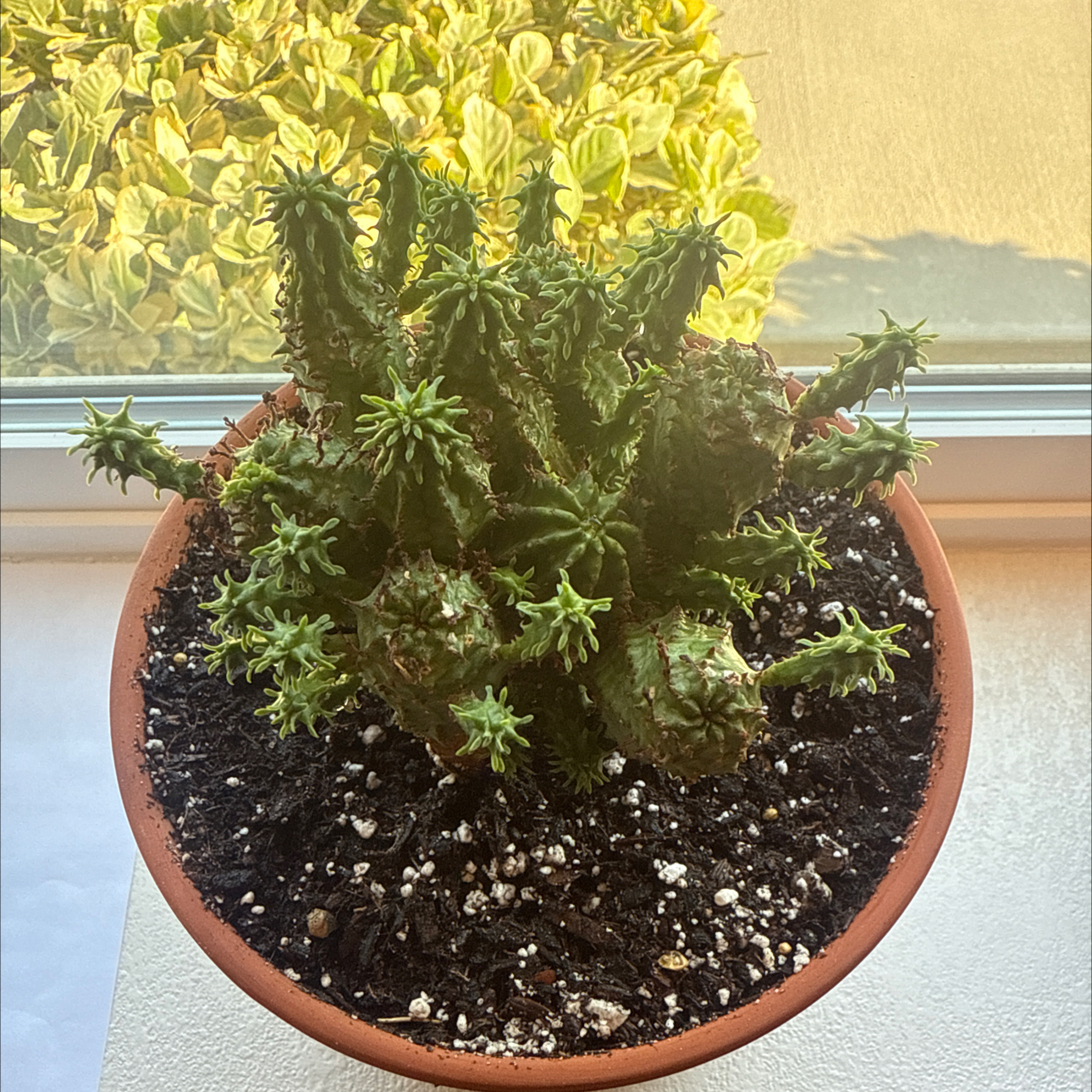 Photo of the plant species Euphorbia monstrose by @Eterno named Bryce on Greg, the plant care app
