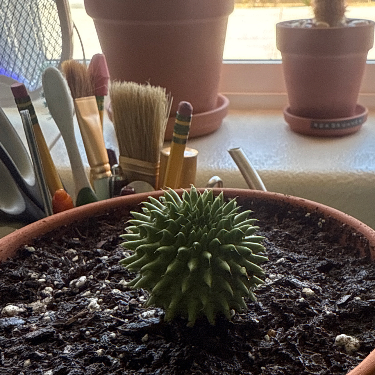Photo of the plant species Susanne's Spurge by @Eterno named Old Susanna on Greg, the plant care app
