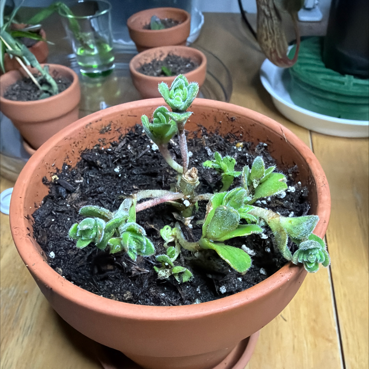 Photo of the plant species Variegated Woolly Crassula by @Eterno named Zeus - Woolly on Greg, the plant care app