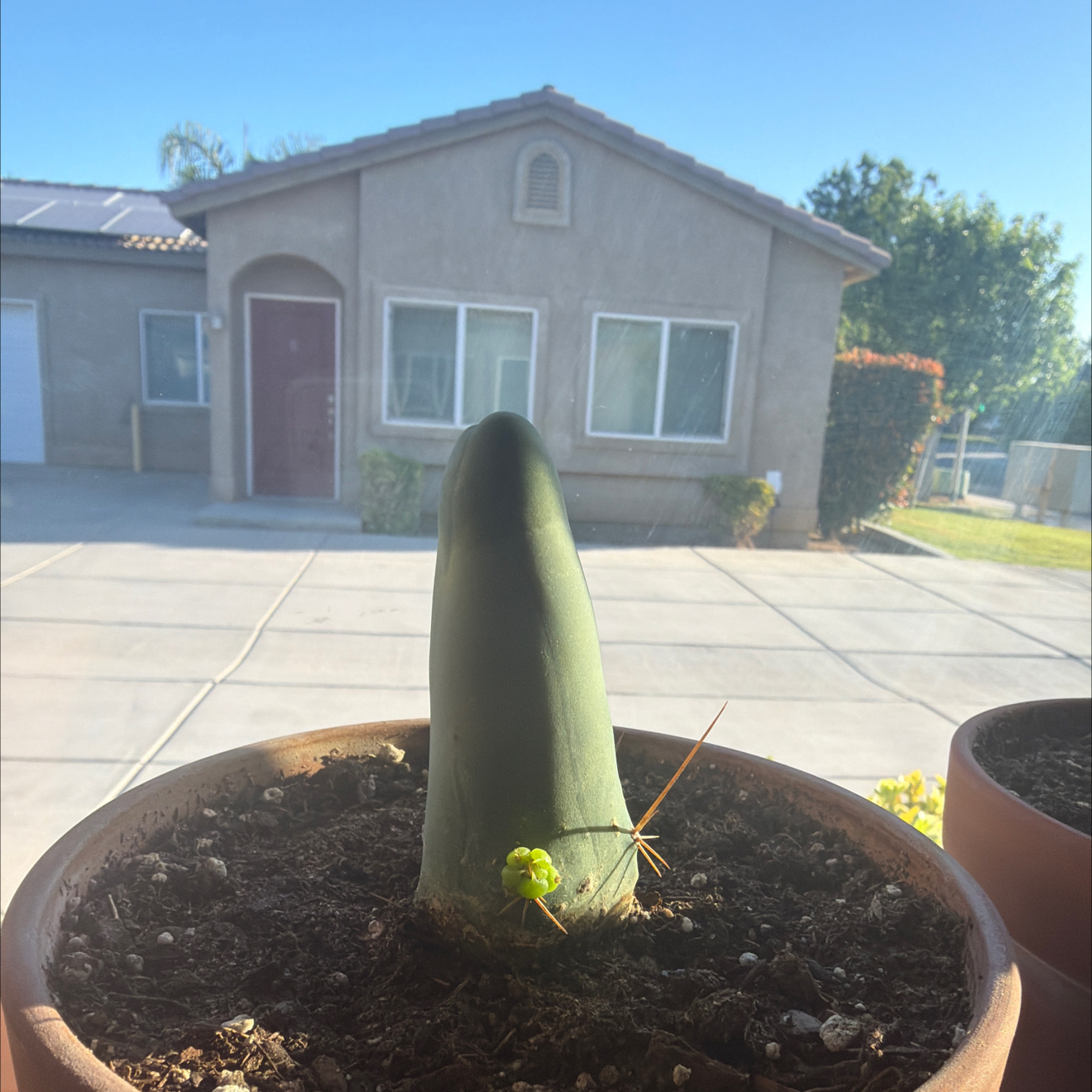 Photo of the plant species Penis cactus by @Eterno named The Whale 😊 (Moby-Dick) on Greg, the plant care app