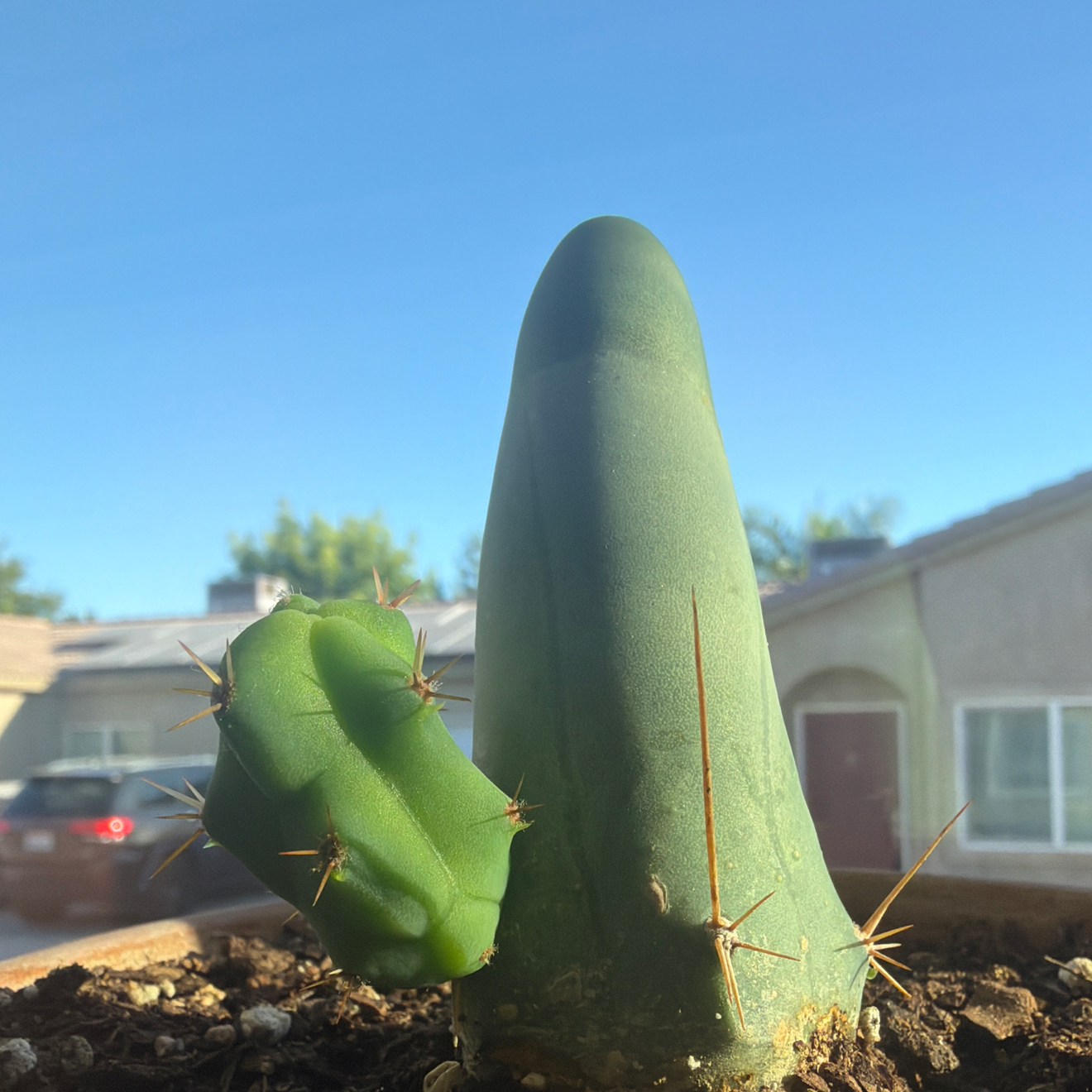 Photo of the plant species Penis cactus by @Eterno named Moby-Dick (Green Monster) on Greg, the plant care app