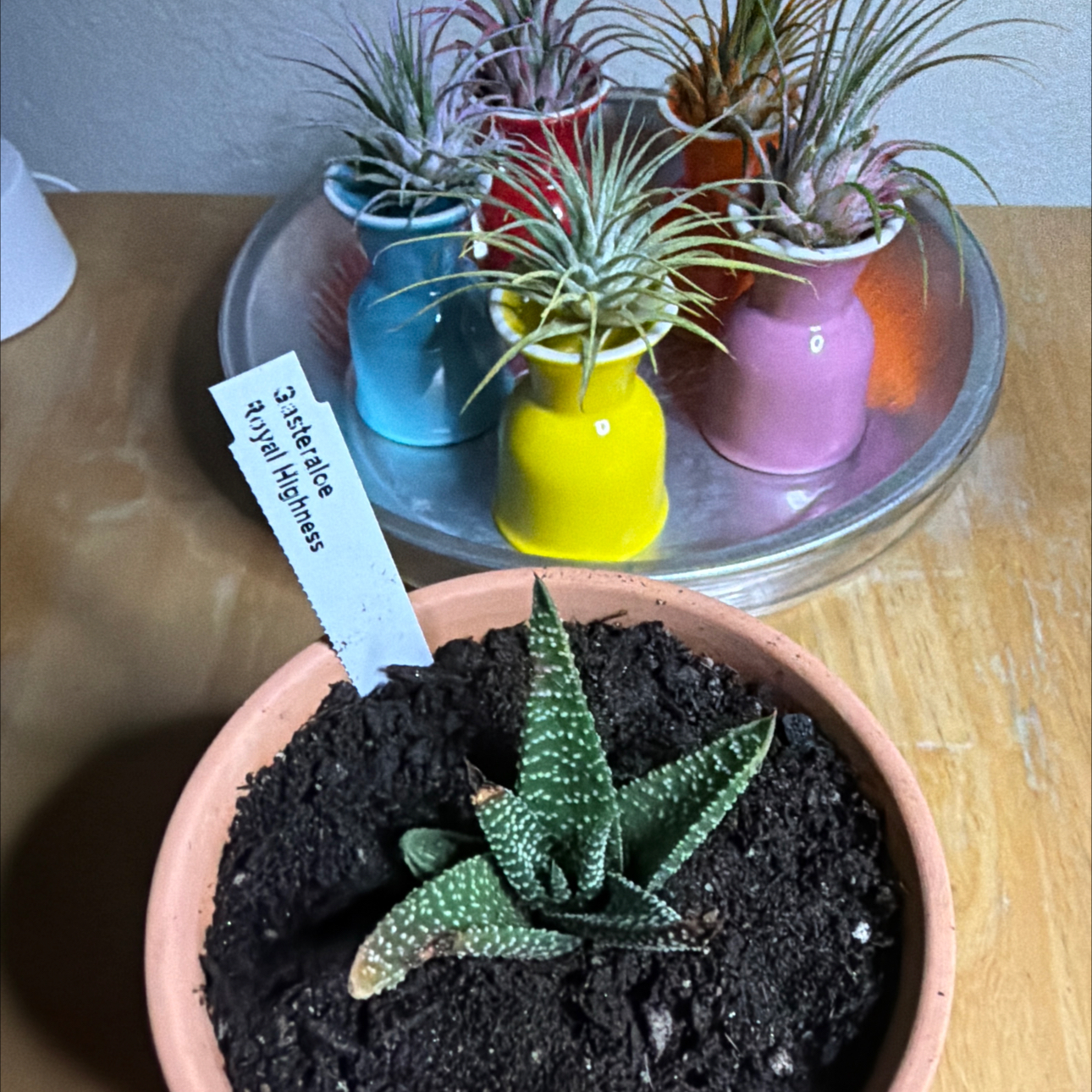 Photo of the plant species Gasteraloe by @Eterno named Royal Highness Taylor Swift on Greg, the plant care app