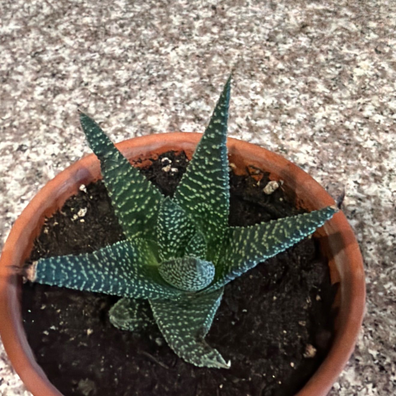 Photo of the plant species Gasteraloe by @Eterno named HRH Dianna on Greg, the plant care app