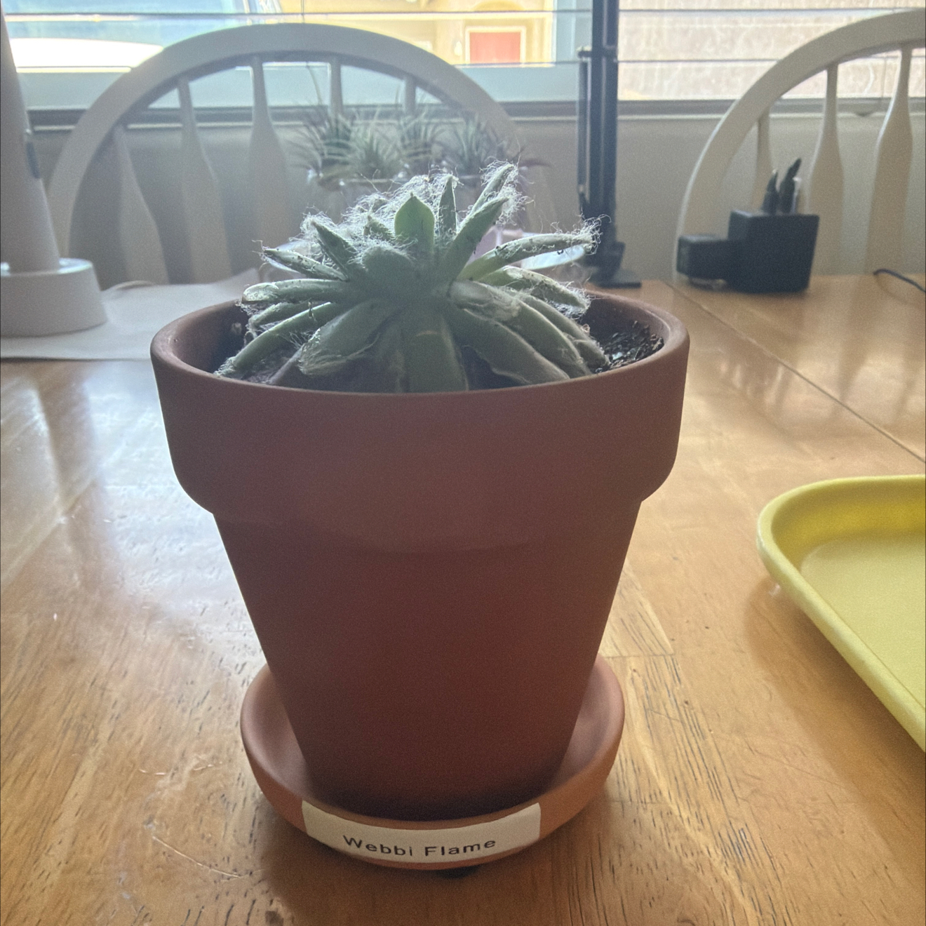 Photo of the plant species Webbi Flame by @Eterno named Webbi Flame on Greg, the plant care app