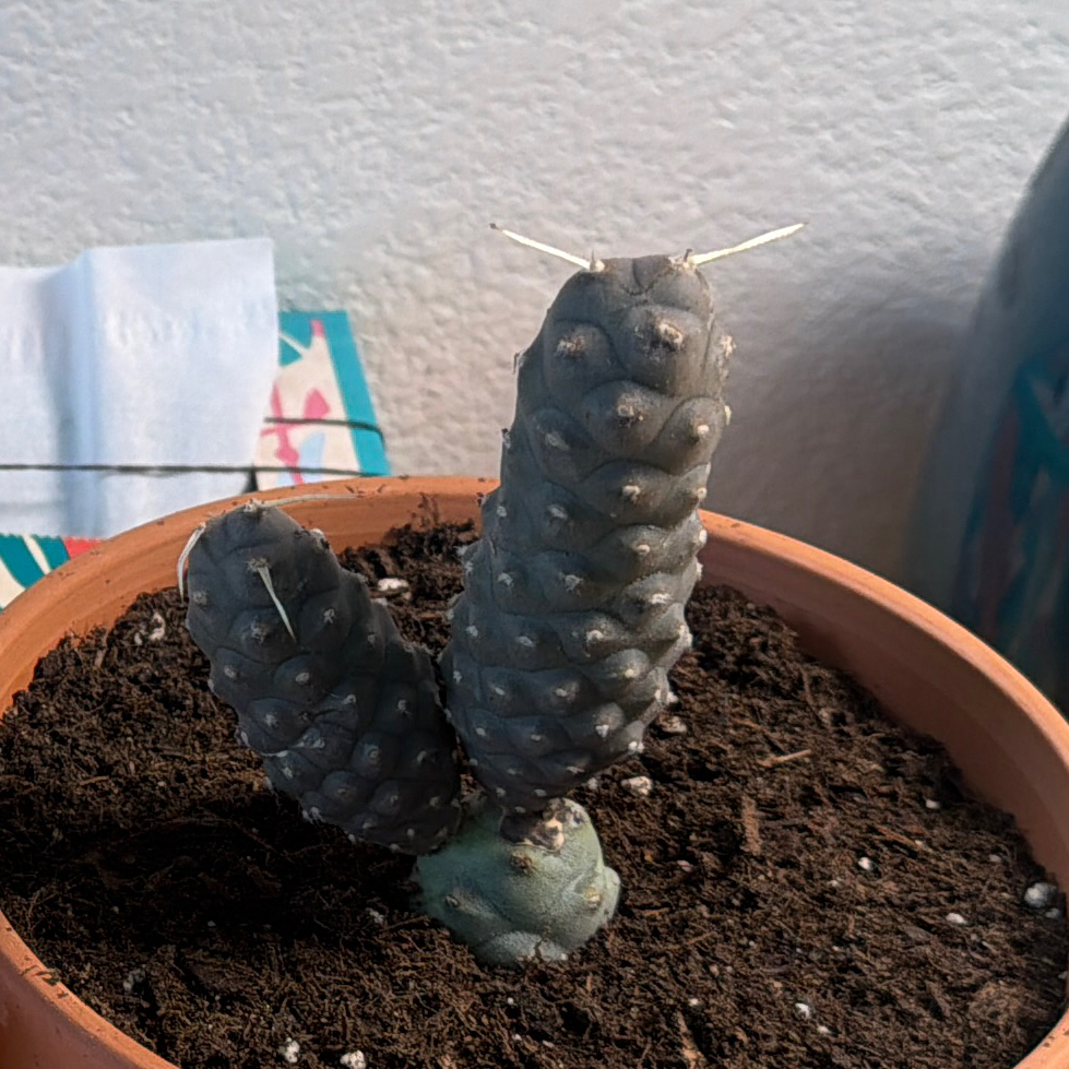 Photo of the plant species Pine Cone Cactus by @Eterno named Piños on Greg, the plant care app