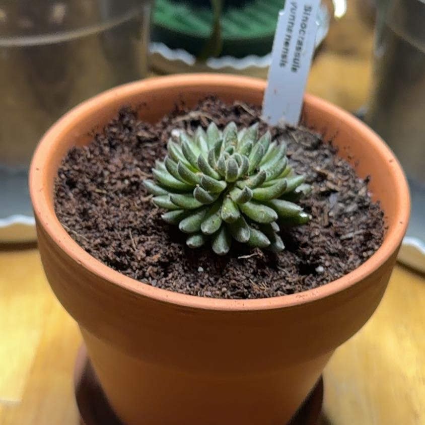 Photo of the plant species Chinese Jade by @Eterno named Sinocrassula yunnanensis on Greg, the plant care app