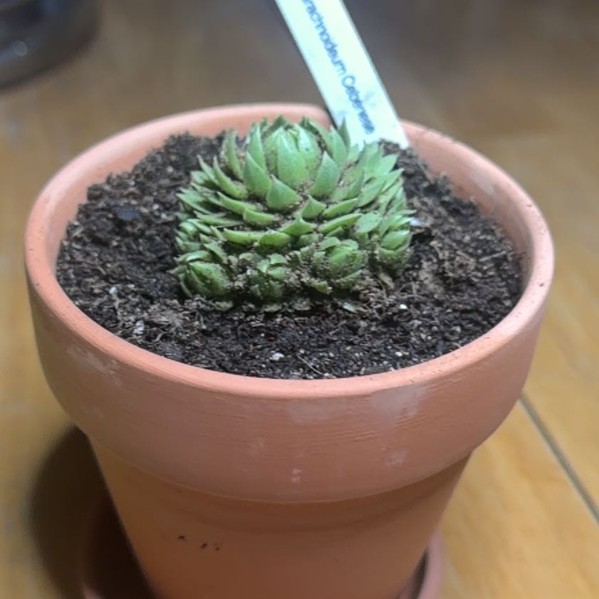Photo of the plant species Sempervivum arachnoideum 'Cebenese' by @Eterno named Sir Plancalot on Greg, the plant care app