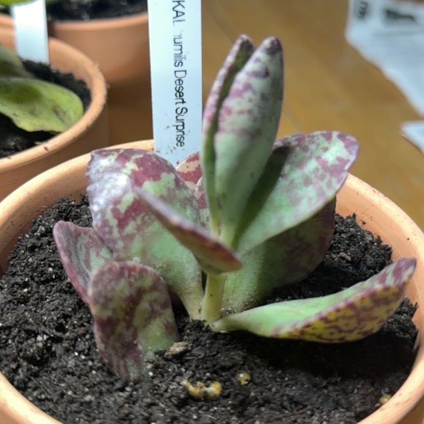 Photo of the plant species Kalanchoe 'Desert Surprise' by @Eterno named Outback Jack on Greg, the plant care app