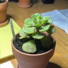 Photo of the plant species Aeonium 'Lily Pad' by @Eterno named Lily Pad on Greg, the plant care app
