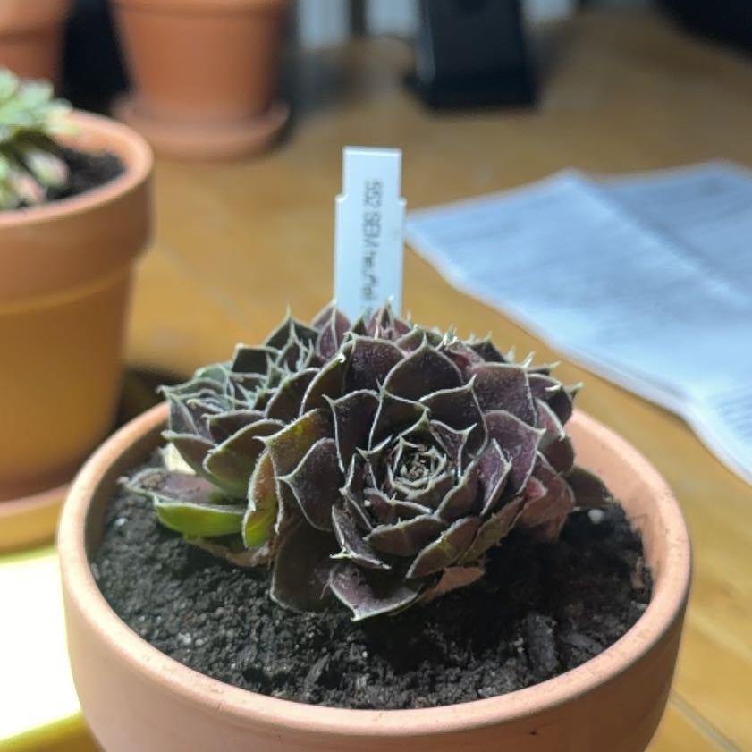 Photo of the plant species Chicks Irene by @Eterno named Irene on Greg, the plant care app